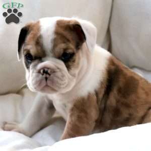 Mistrial, English Bulldog Puppy